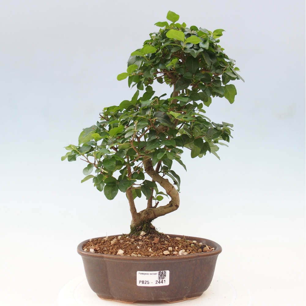 Indoor bonsai -Ligustrum chinensis - Bird's beak