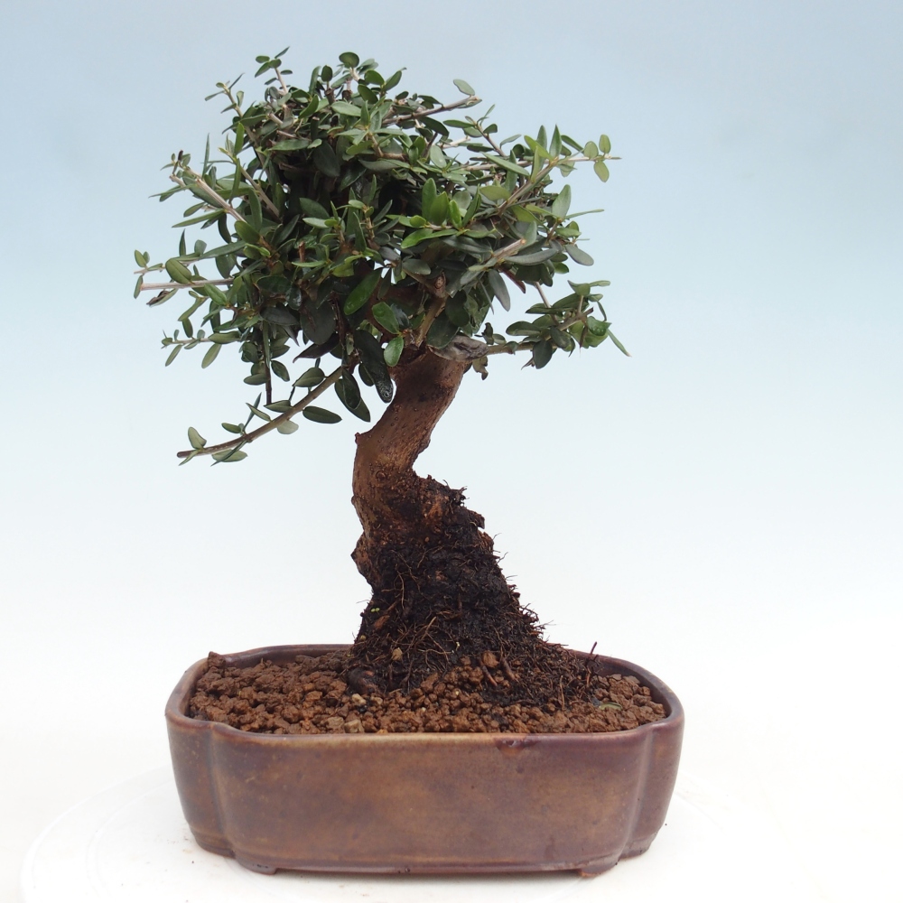Indoor bonsai - Olea europaea sylvestris