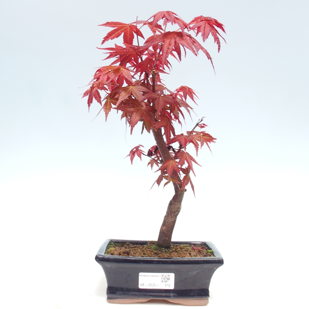Outdoor bonsai - dlanitolistý Maple - Acer palmatum DESHOJO