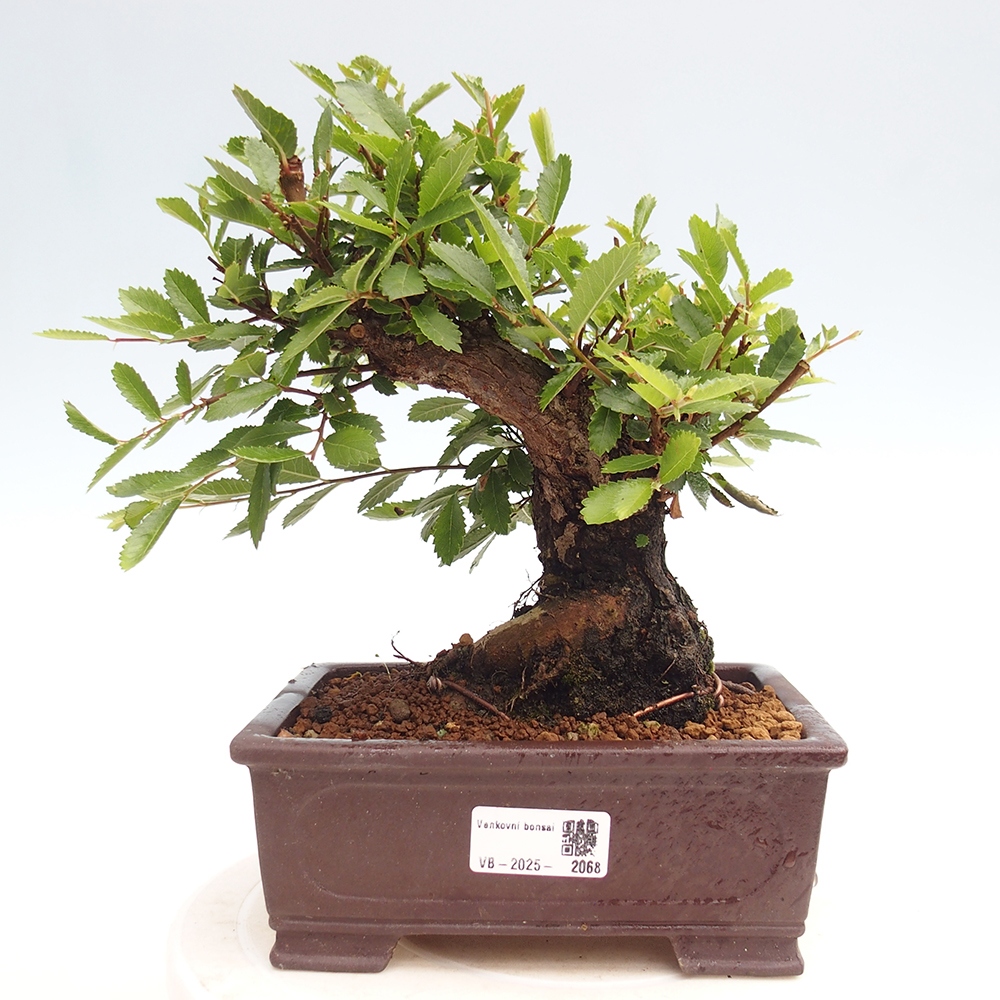 Outdoor bonsai - Zelkova - Zelkova NIRE