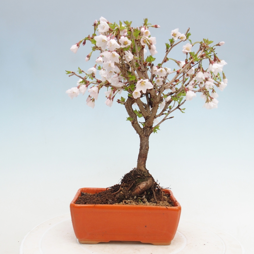 Outdoor bonsai - Prunus incisa Kojou-no mai-Plivon cut out