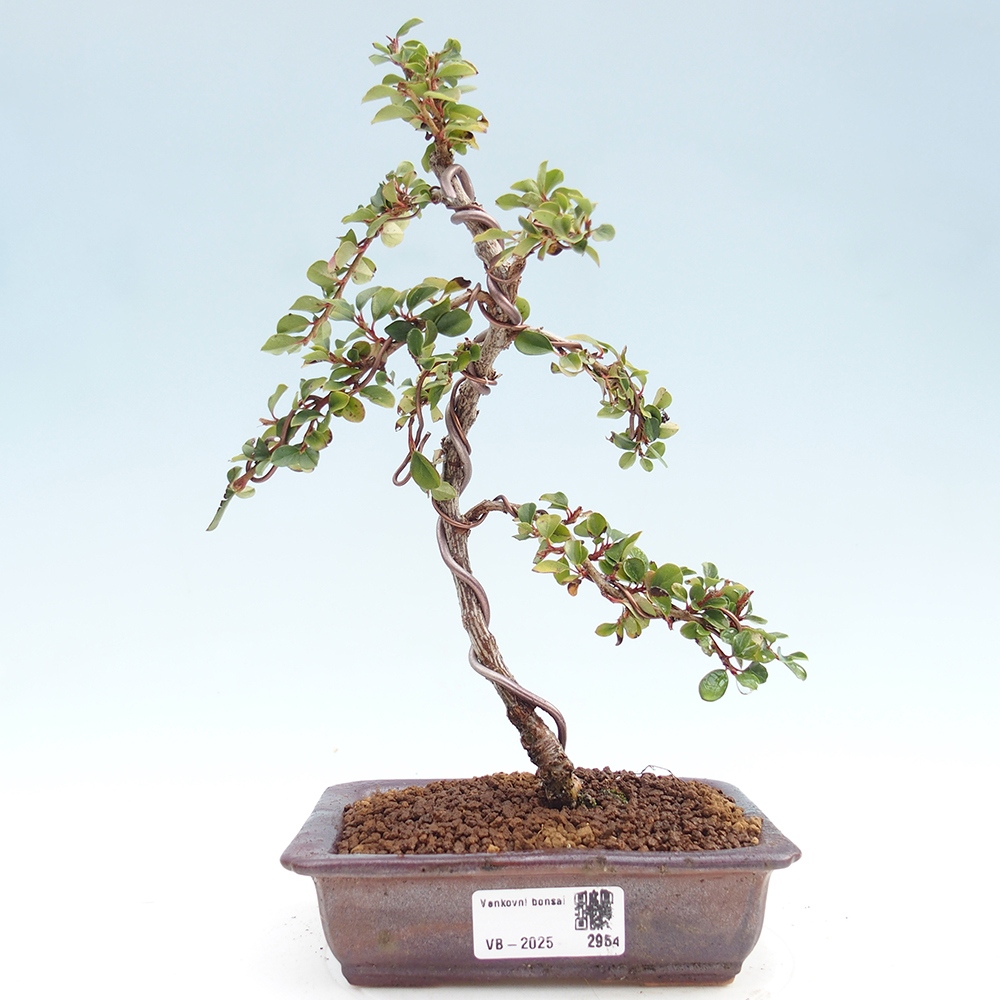 Outdoor bonsai - Cotoneaster horizontalis - Rock tree