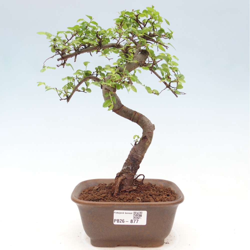 Room bonsai - Ulmus parvifolia - Small-leaved elm