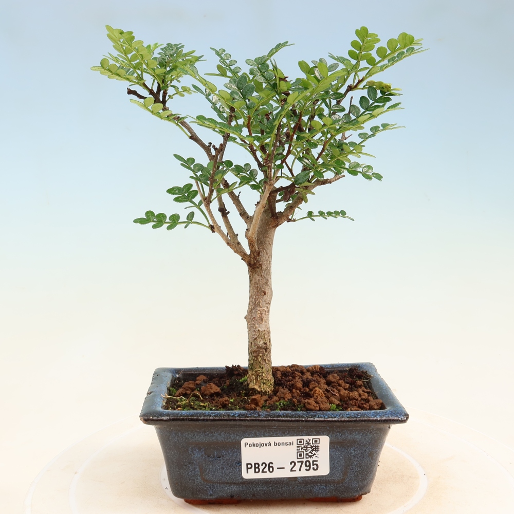 Room bonsai - Zantoxylum piperitum - pepper tree