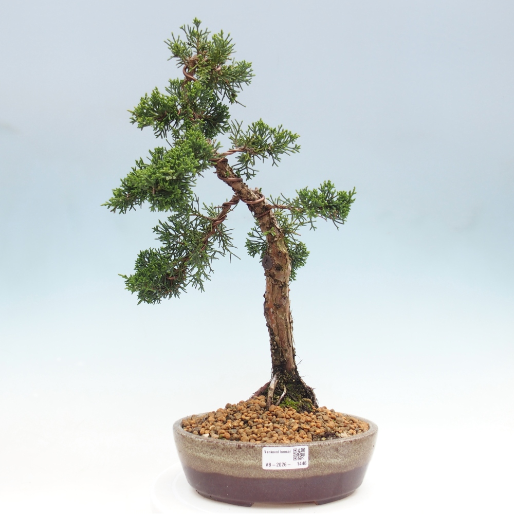 Outdoor bonsai - Juniperus chinensis Kishu