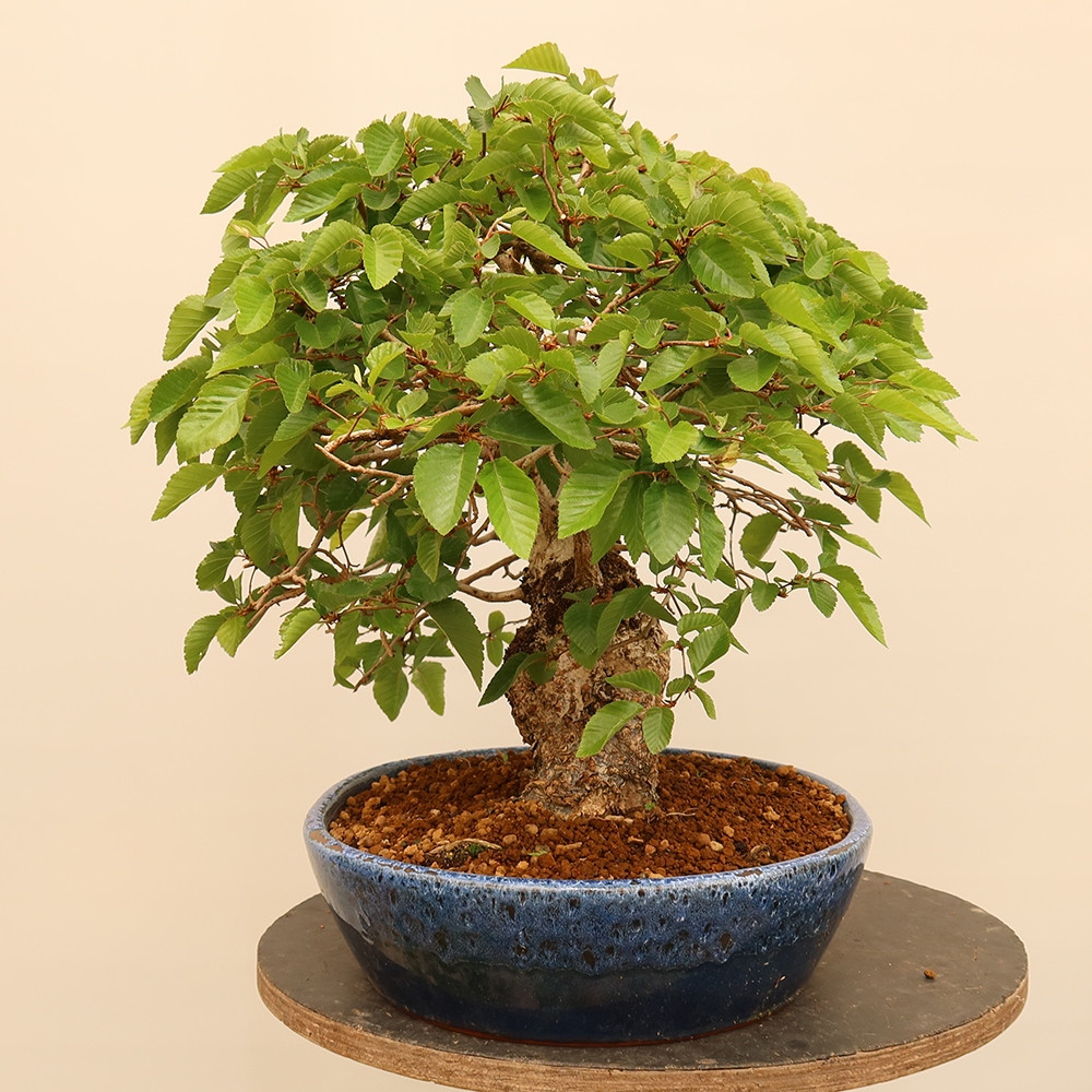 Outdoor bonsai - Carpinus Coreana - Korean hornbeam