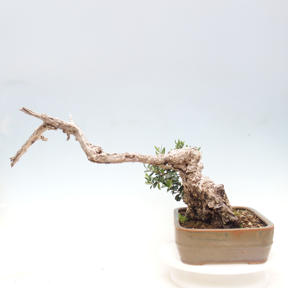 Indoor bonsai - Olea europaea sylvestris - European small-leaved olive oil