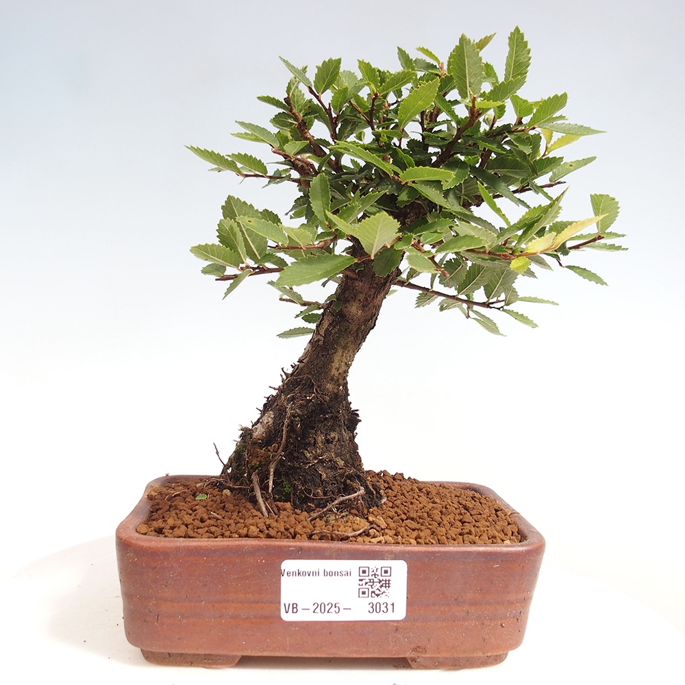 Outdoor bonsai - Zelkova - Zelkova NIRE