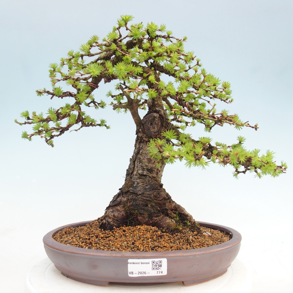 Outdoor bonsai -Larix decidua - Larch