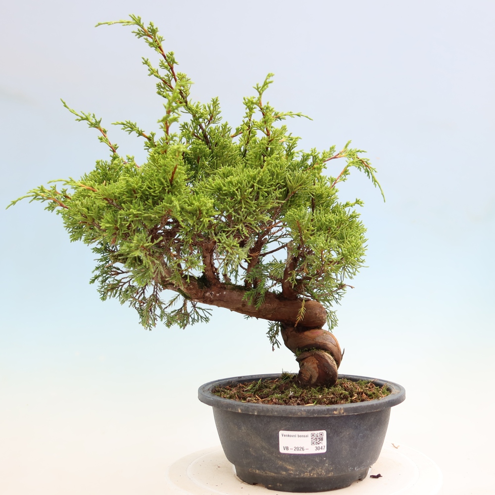 Outdoor Bonsai - Juniperus chinensis Itoigawa - Chinese Juniper