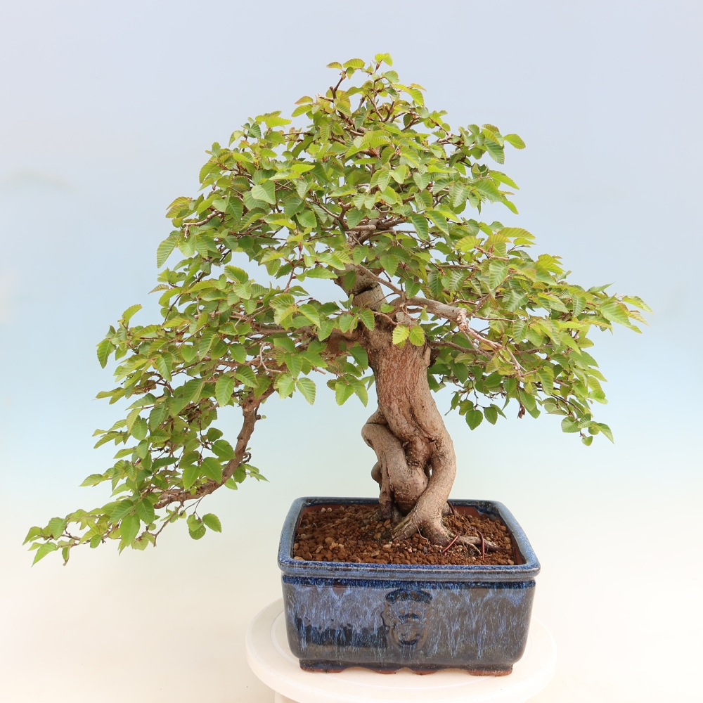 Outdoor bonsai -Carpinus coreana - Korean Hornbeam