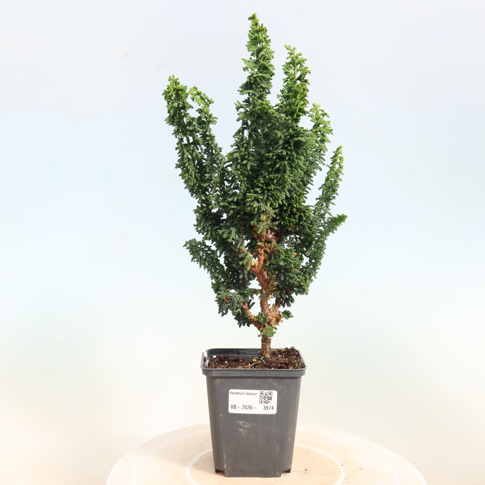 Outdoor bonsai - Cham. obtusa SEKKA HINOKI - Cypress