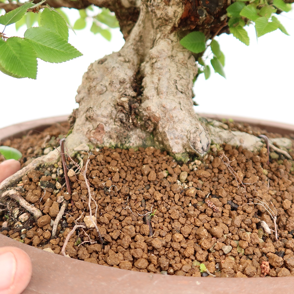 Outdoor bonsai - Carpinus Coreana - Korean hornbeam