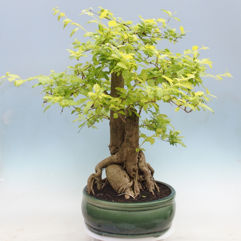 Room bonsai - Duranta erecta Aurea - PERSONAL COLLECTION ONLY or pallet transport