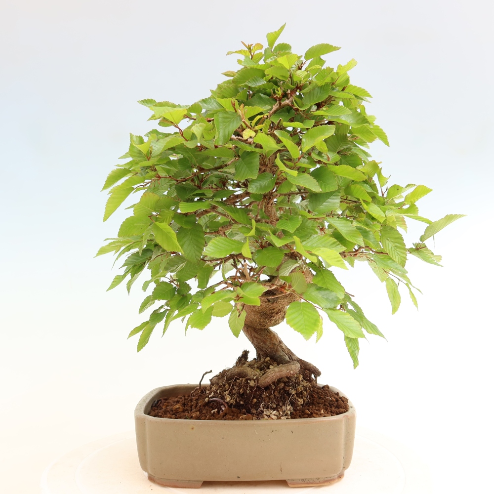 Outdoor bonsai -Carpinus coreana - Korean Hornbeam