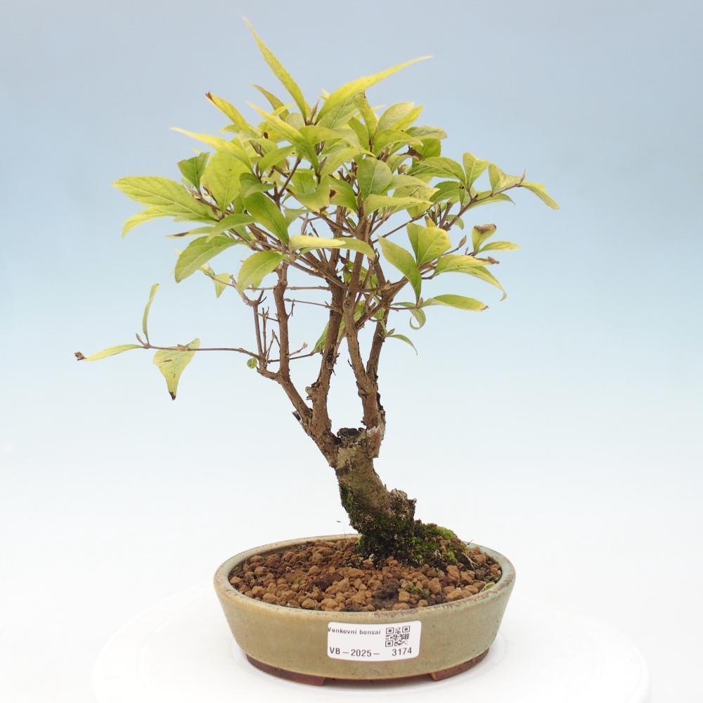 Outdoor bonsai - callicarpa jap Leucocarpa