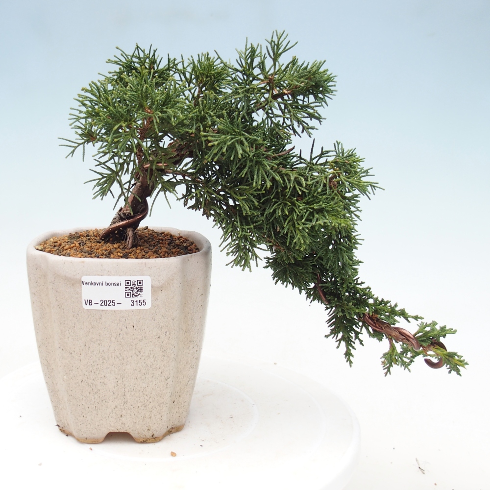 Outdoor bonsai - Juniperus chinensis Kishu - Chinese Juniper