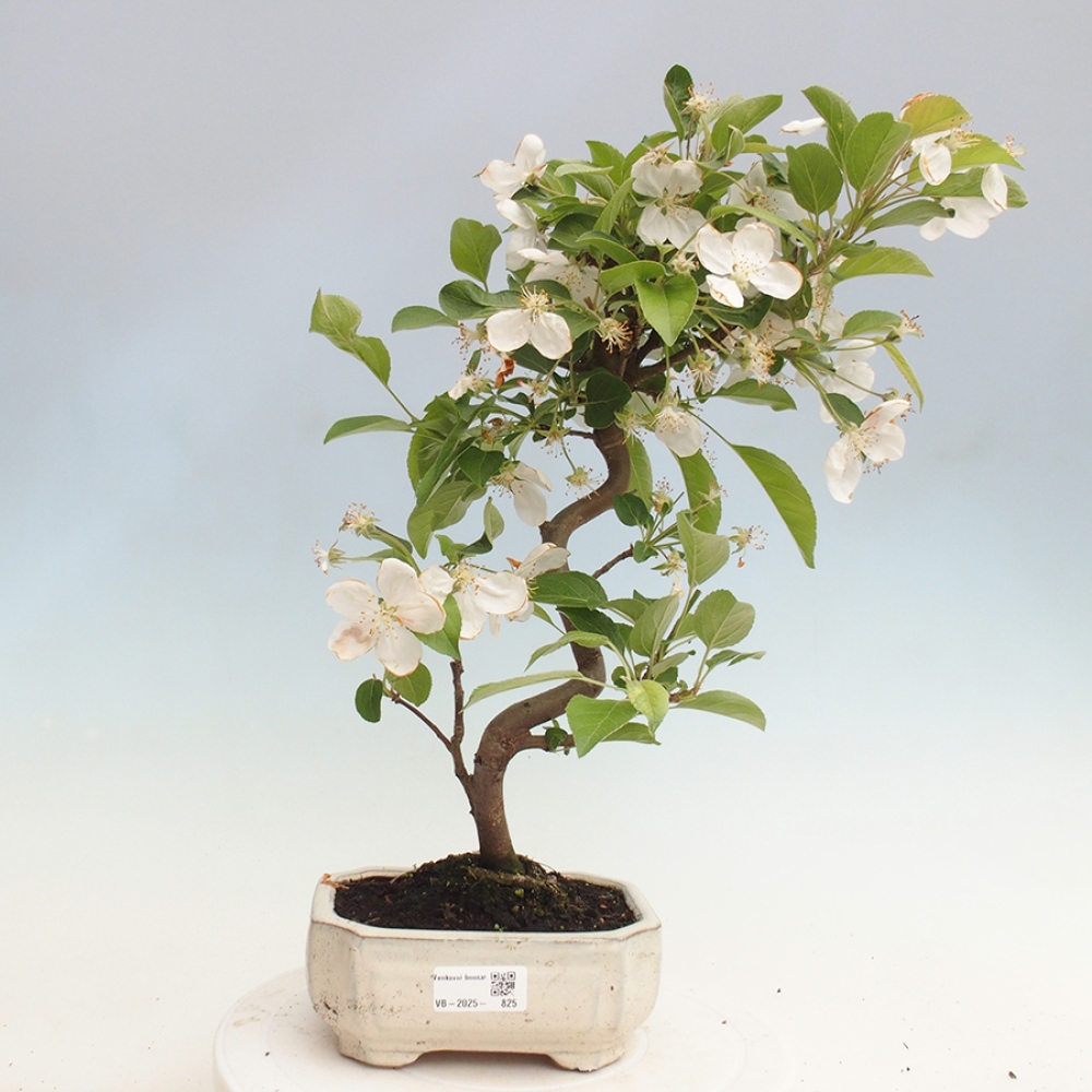 Outdoor bonsai - Malus halliana - Small-fruited apple tree