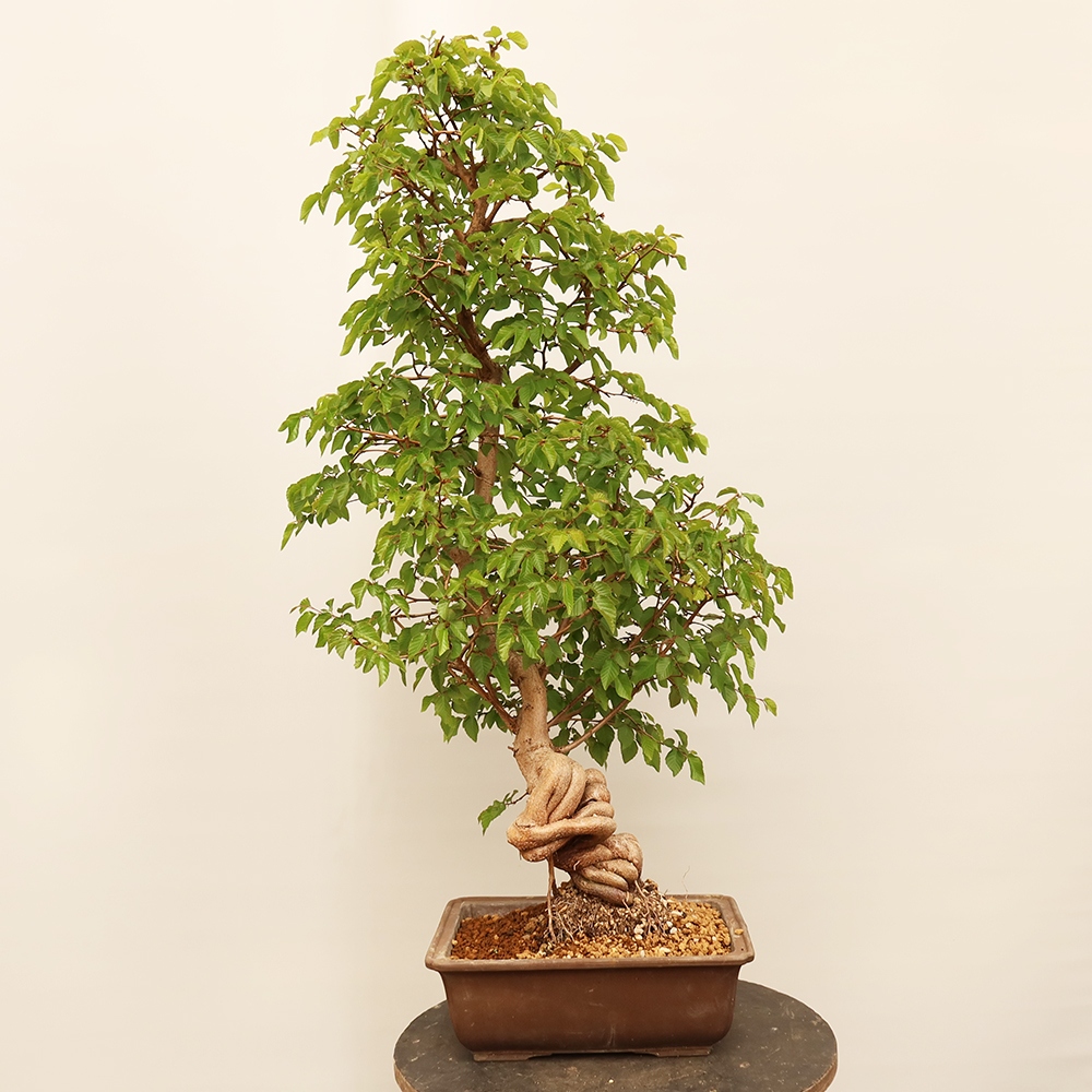 Outdoor bonsai - Carpinus Coreana - Korean hornbeam
