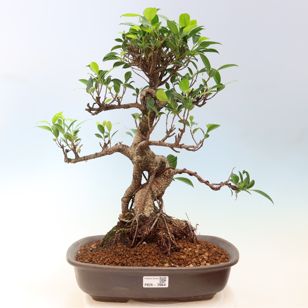 Room bonsai - Ficus kimmen - small-leaved ficus
