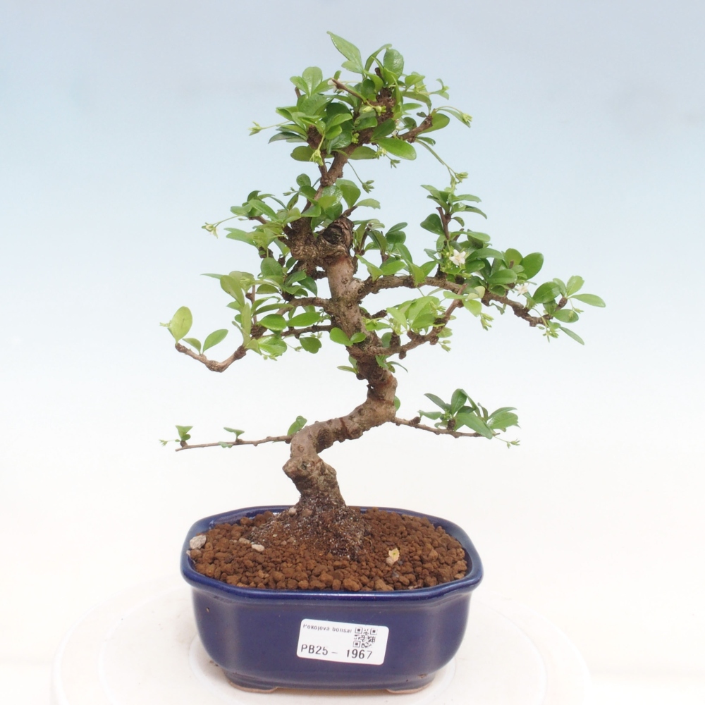 Indoor bonsai - Carmona macrophylla - Fuki tea