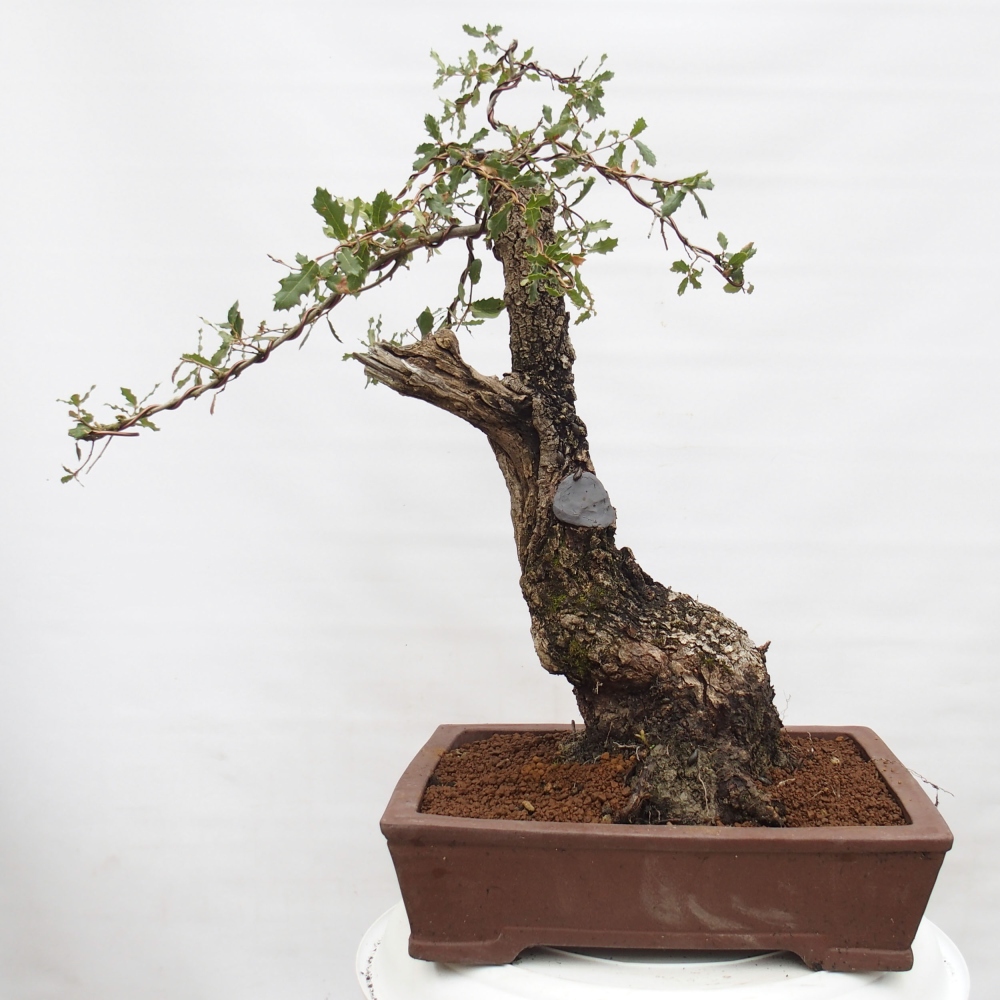 Yamadori - Quercus Ilex - Oak holly