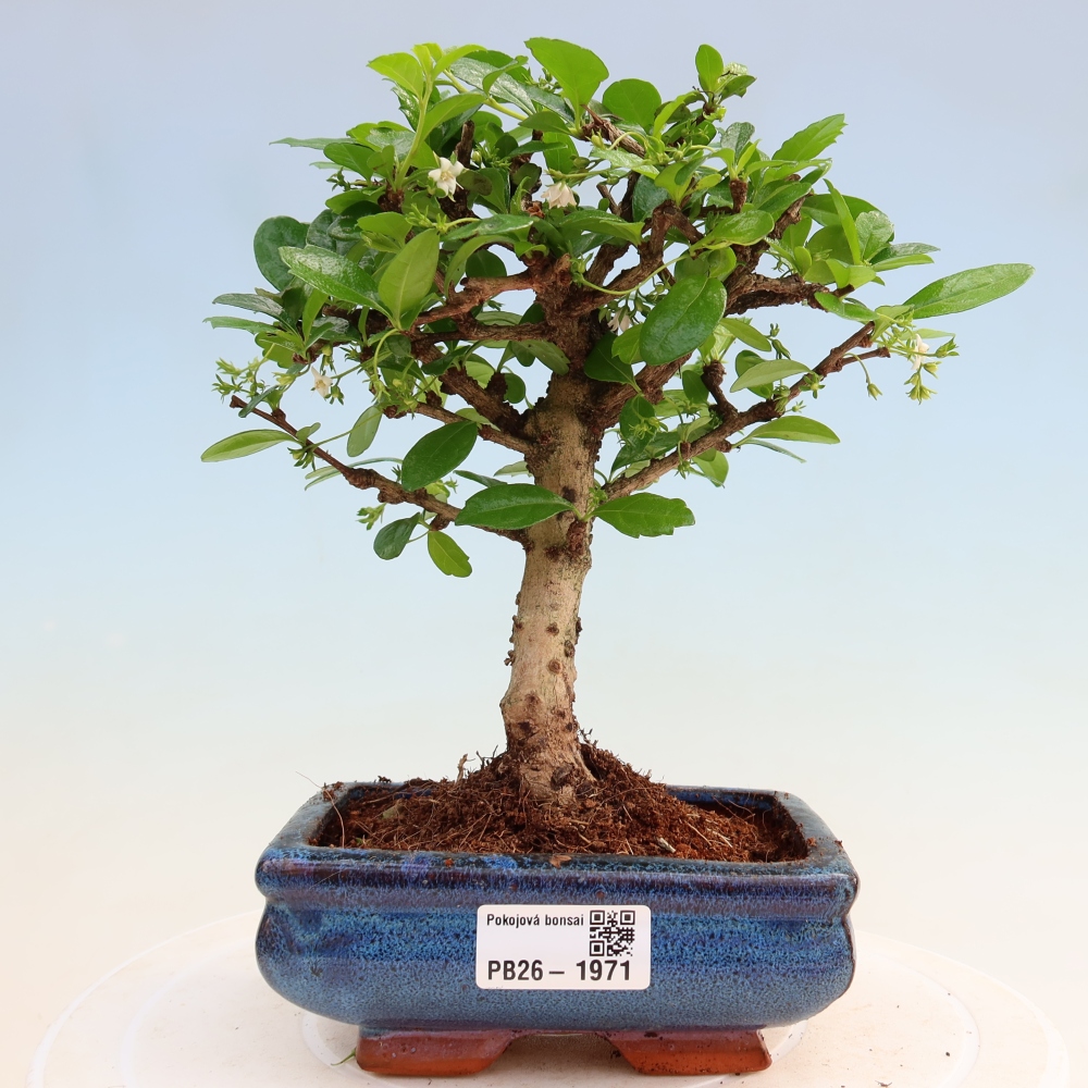 Room bonsai - Carmona macrophylla - Tea fuki