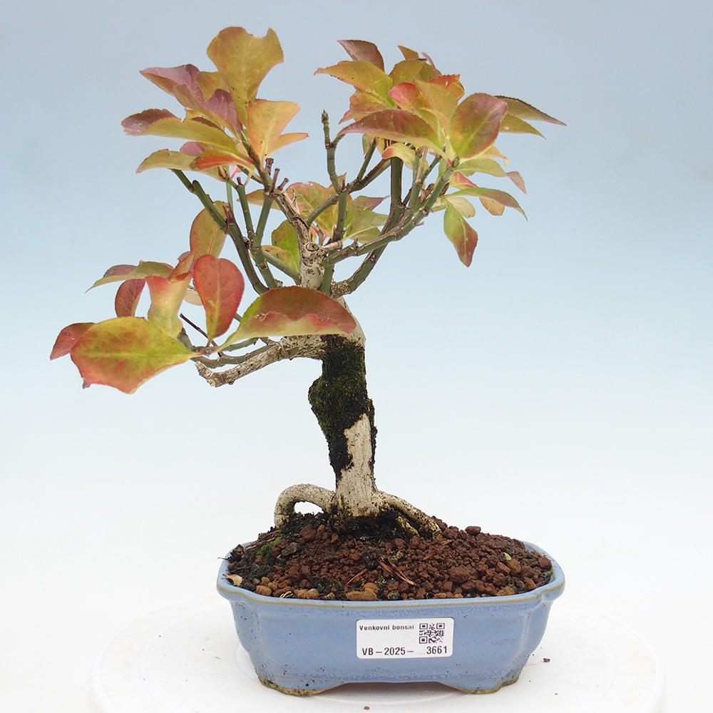 Outdoor bonsai- European elm - euonimus