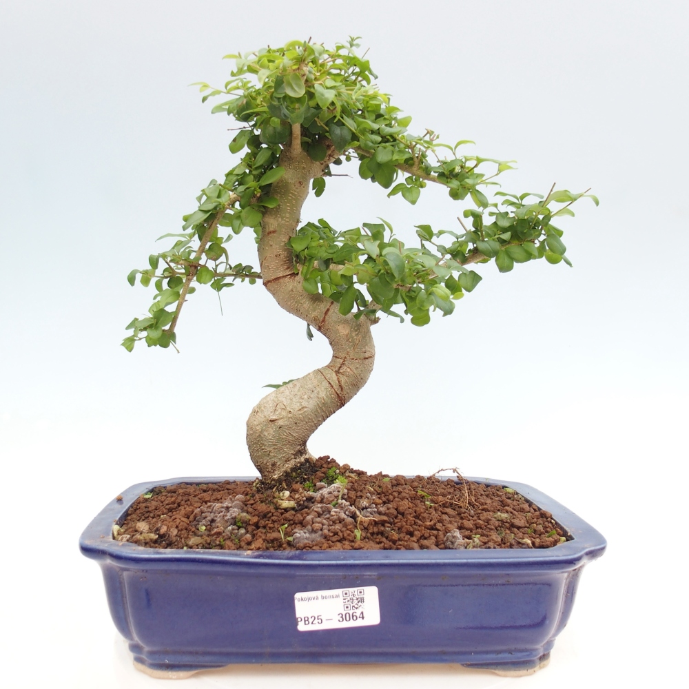 Indoor bonsai - Ligustrum chinensis - Bird's eye view