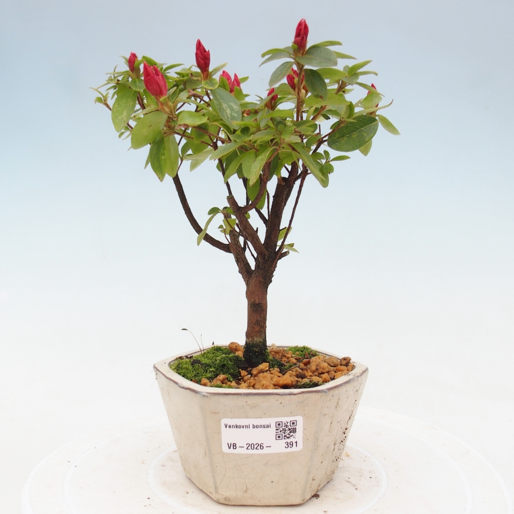 Outdoor bonsai - Japanese azalea - Azalea sp.