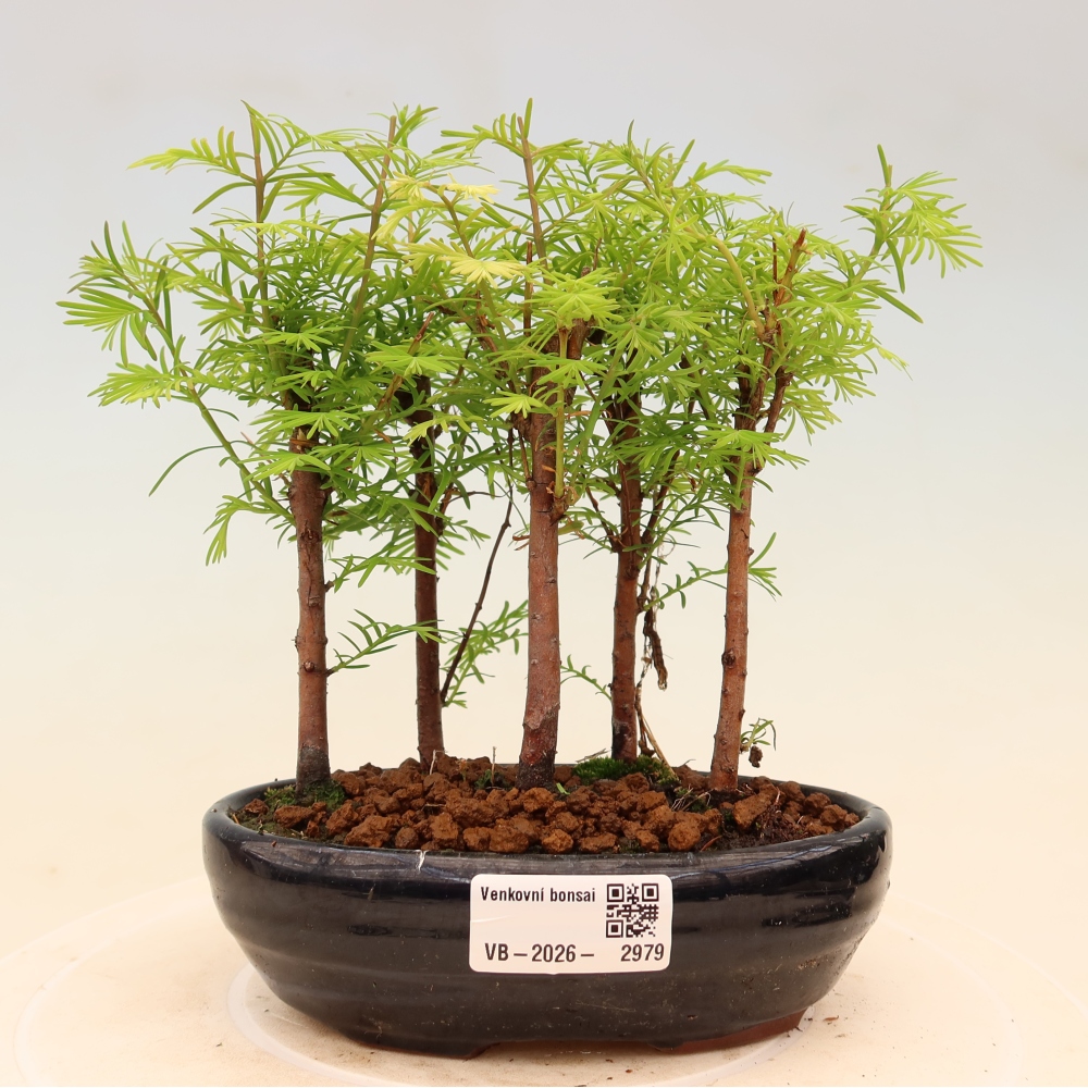 Outdoor Bonsai - Metasequoia glyptostroboides - Chinese Metasequoia - Grove