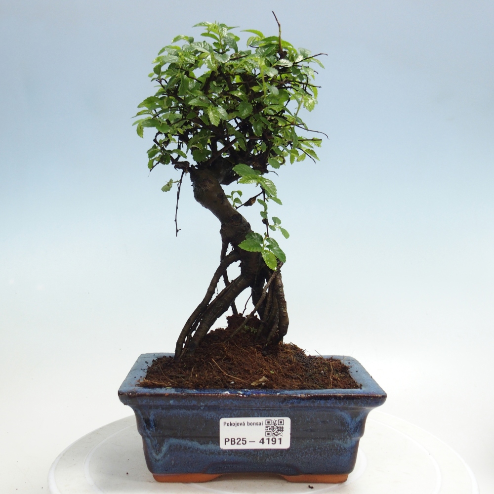 Room bonsai - Ulmus parvifolia - Small-leaved elm