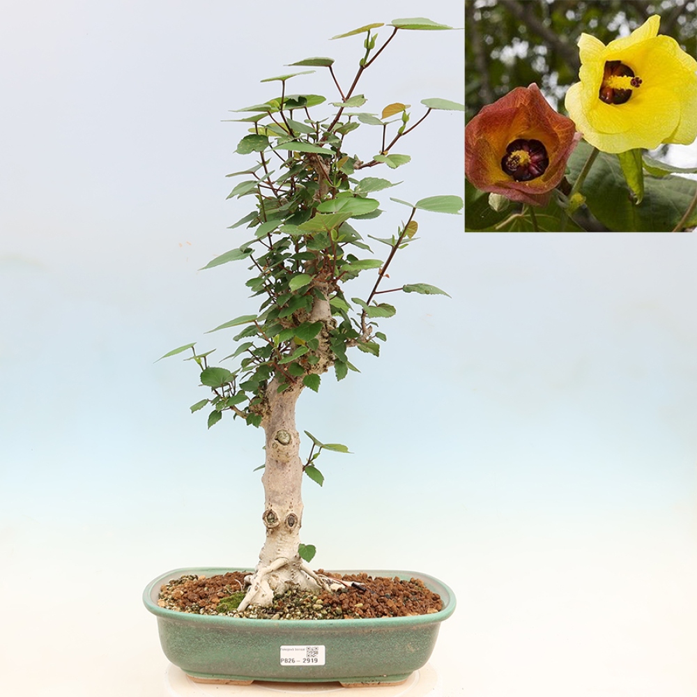 Indoor bonsai - Hibiscus tiliaceus - Sea Hibiscus