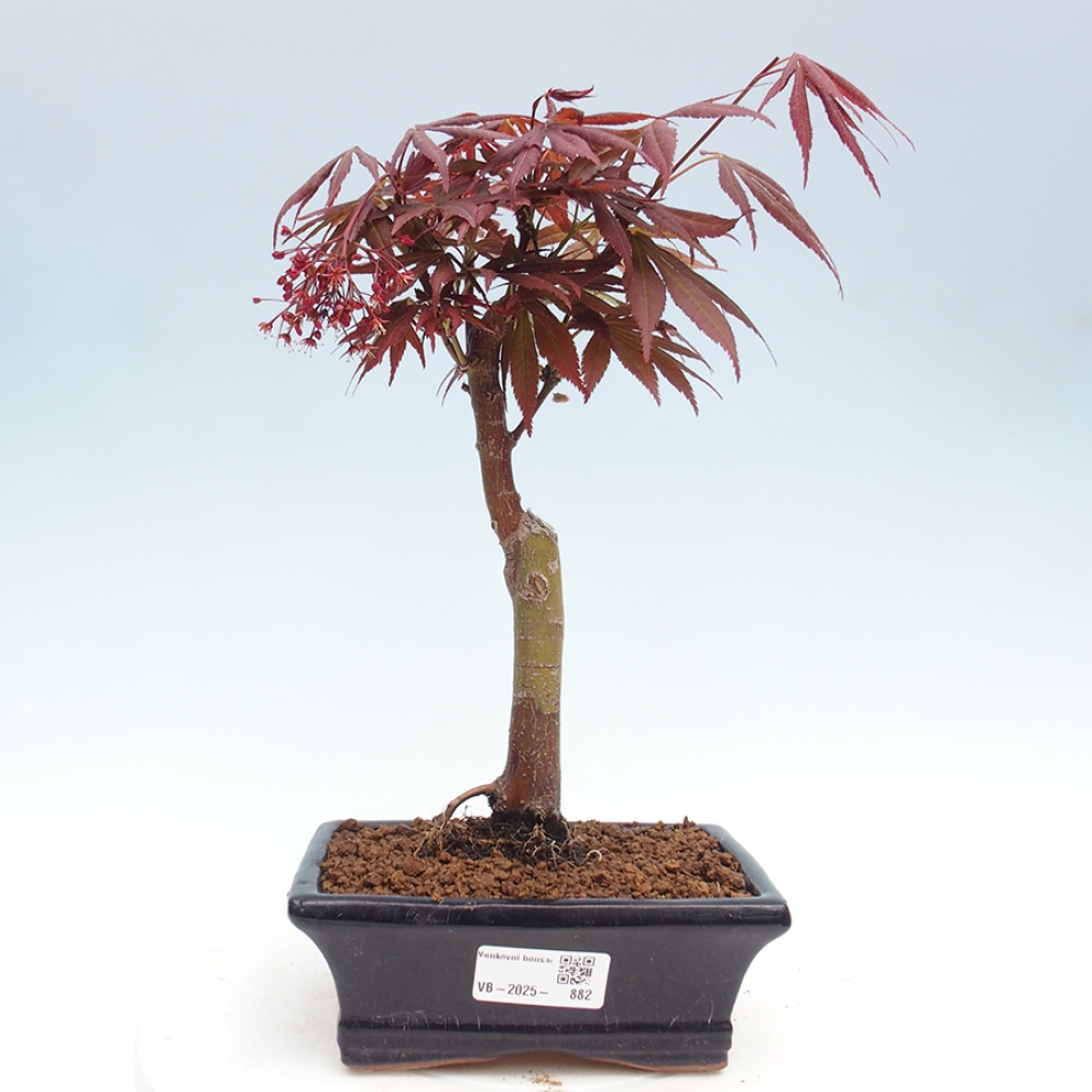 Outdoor bonsai - Acer palm. Atropurpureum-Palmleaf Maple