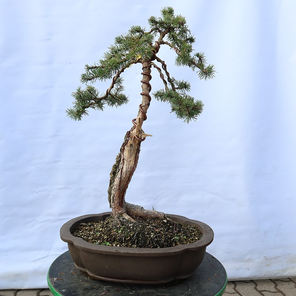 Pinus sylvestris Spain - Scots pine