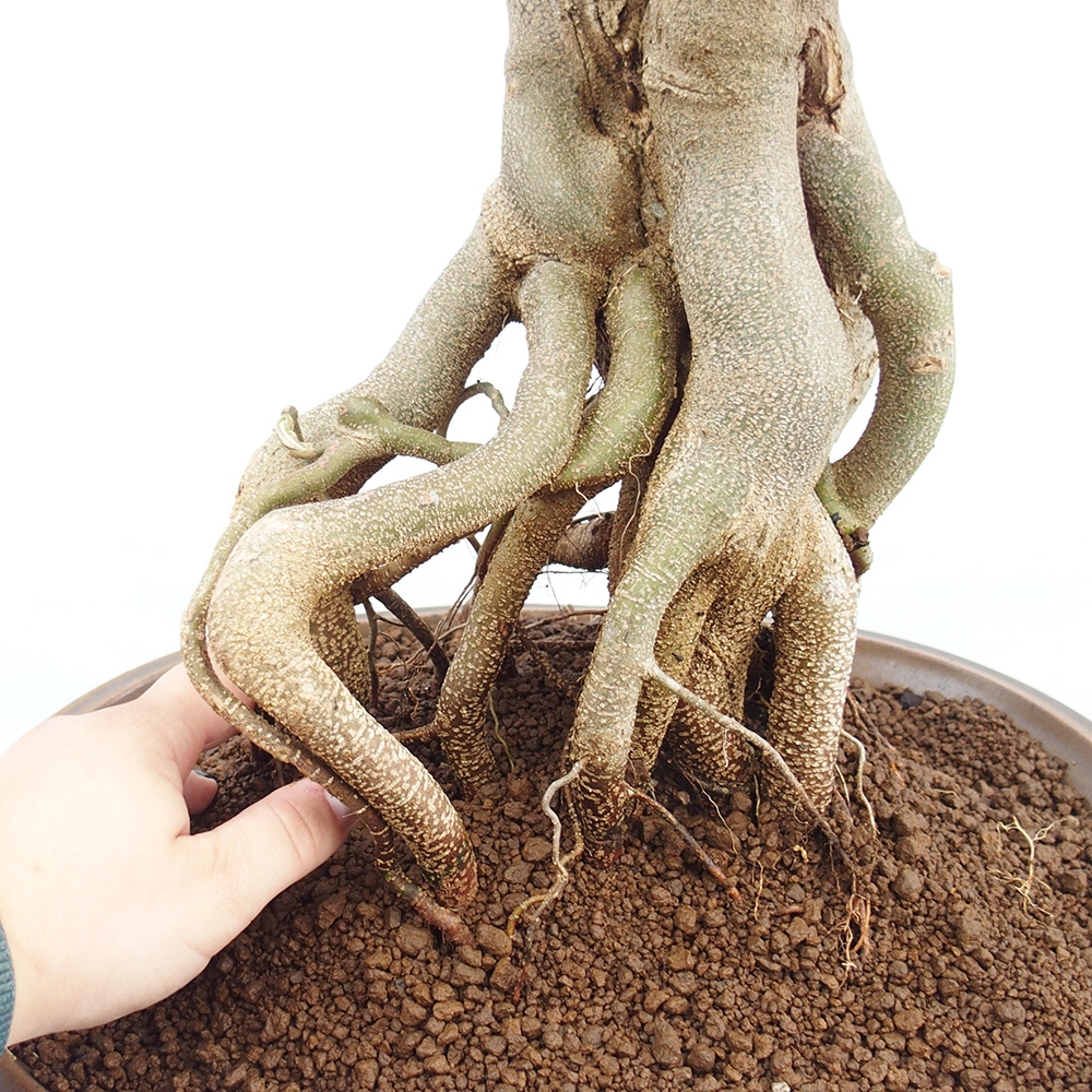 Outdoor bonsai - Maple Buergerianum - Burger Maple