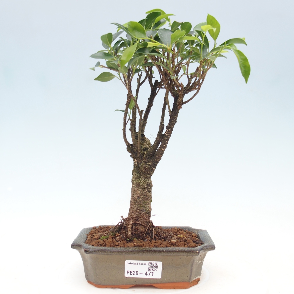 Room bonsai - Ficus retusa - small-leaved ficus