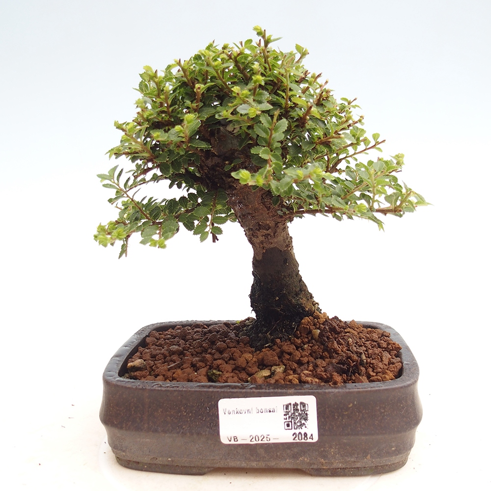 Outdoor bonsai - Ulmus parvifolia Hokkaido - Chinese elm