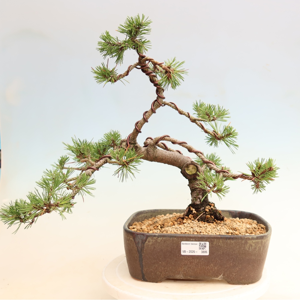 Outdoor Bonsai - Pinus mugo Humpy  - Mountain Pine