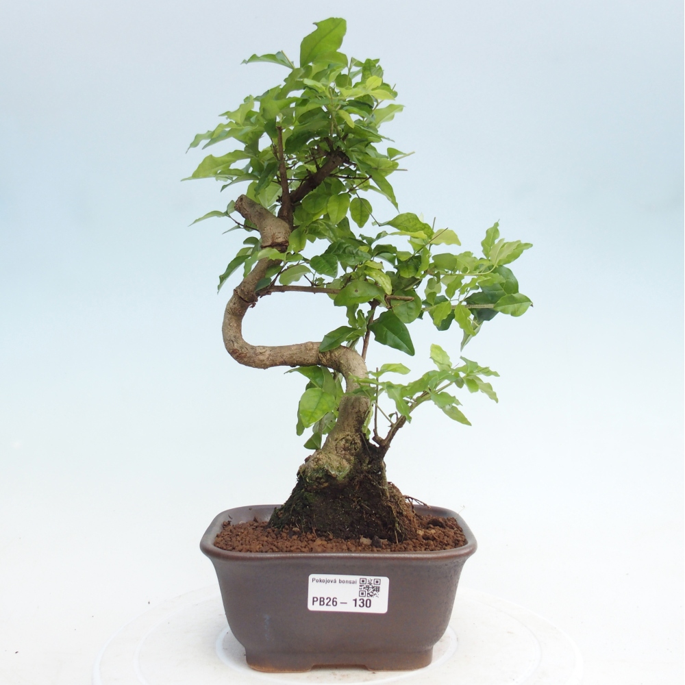 Room bonsai -Ligustrum chinensis - Birds Beak