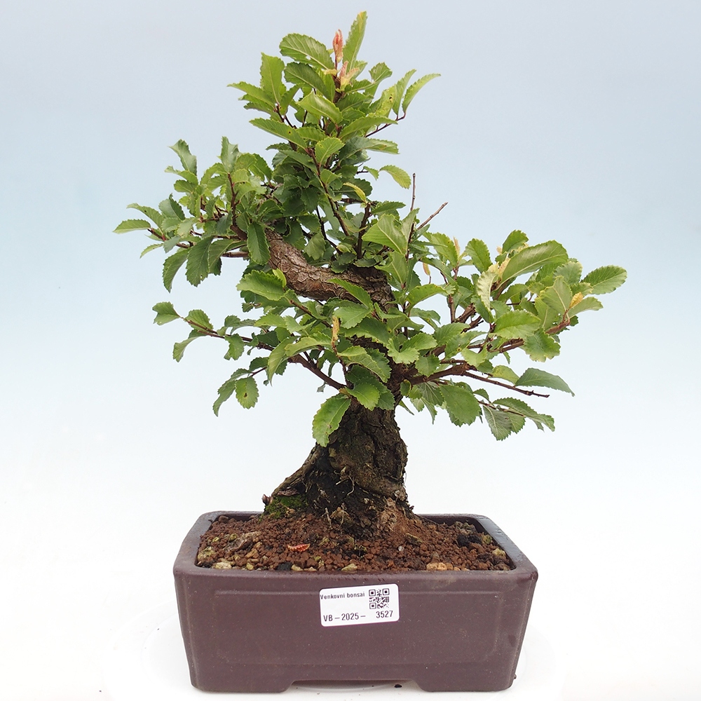 Outdoor bonsai - Zelkova - Zelkova serrata