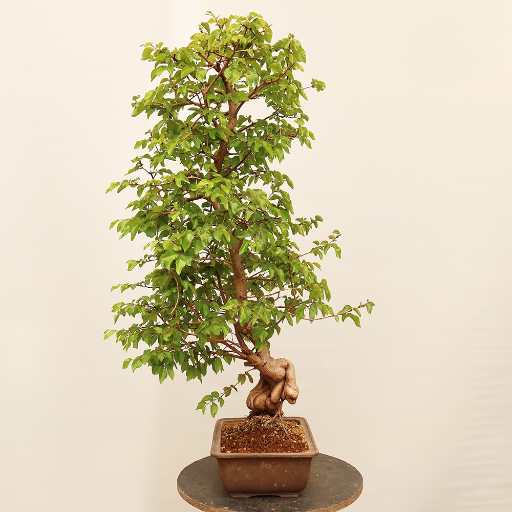 Outdoor bonsai - Carpinus Coreana - Korean hornbeam