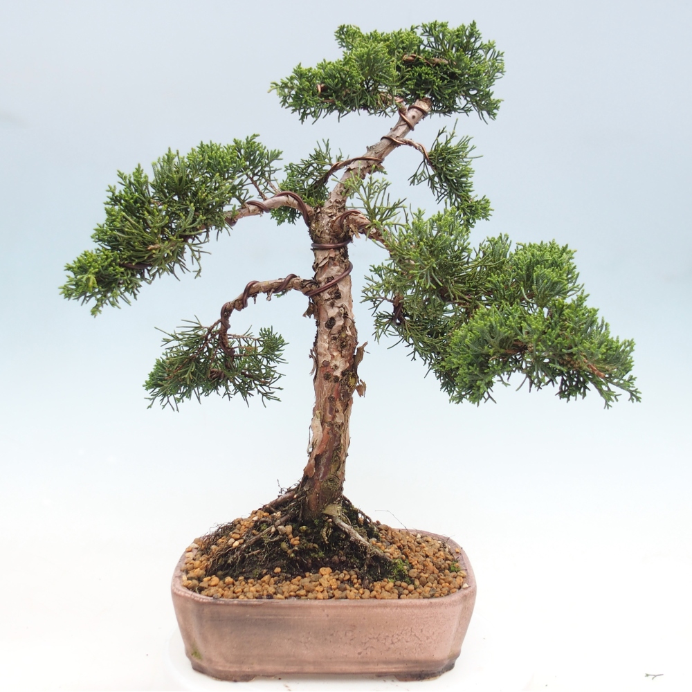 Outdoor bonsai - Juniperus chinensis Kishu