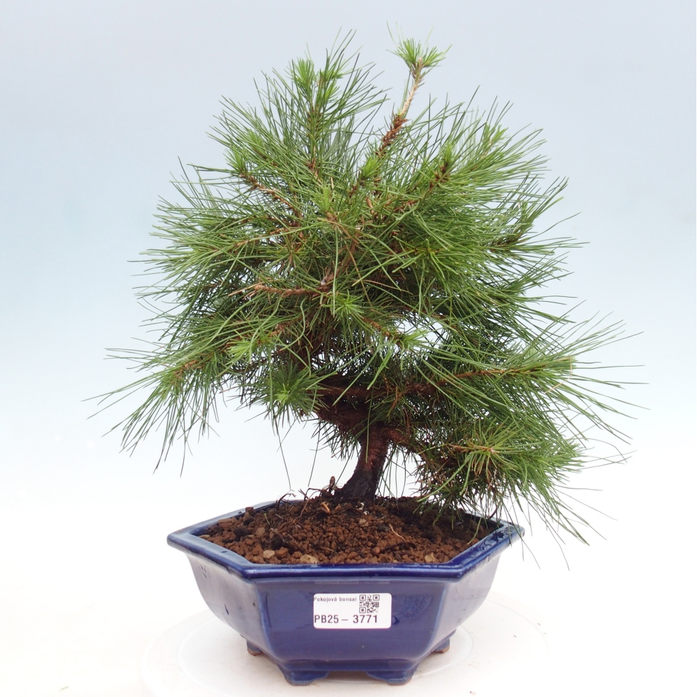 Room bonsai-Pinus halepensis-Pine of Aleppo