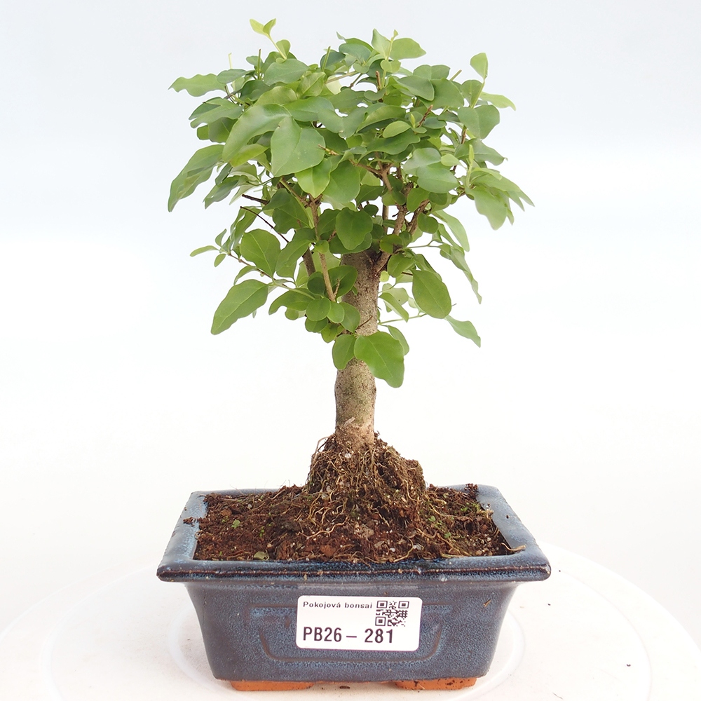 Room bonsai -Ligustrum chinensis - Birds Beak