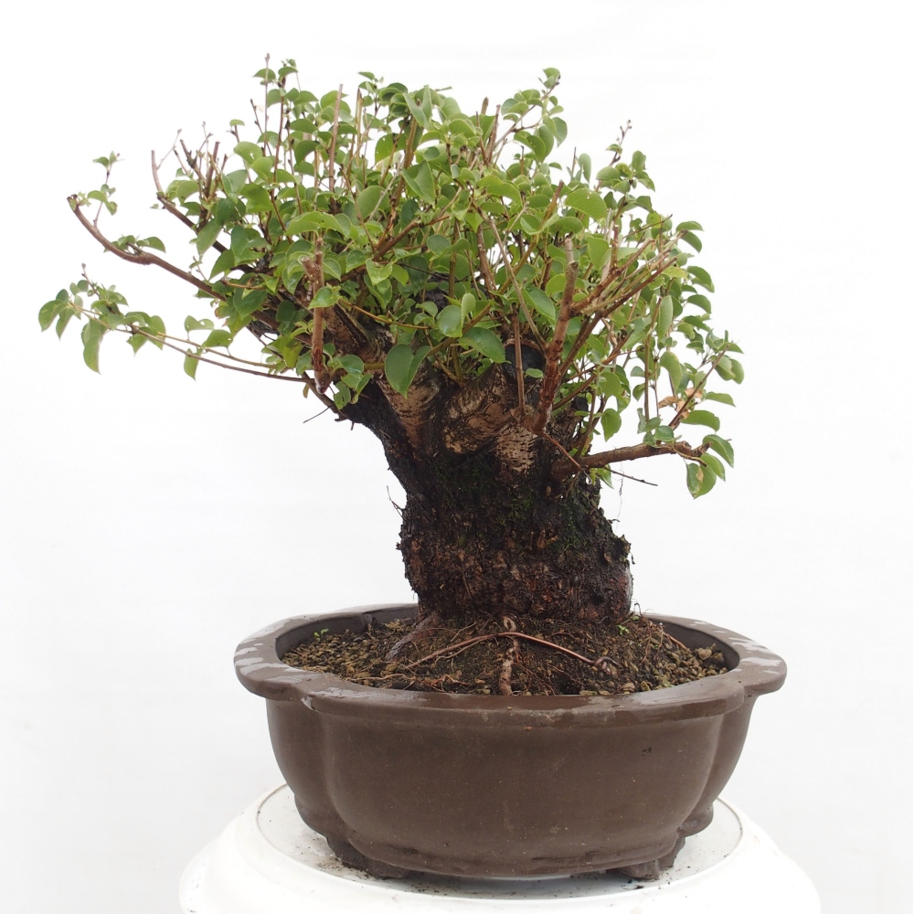 Outdoor bonsai - Mahalebka - Prunus mahaleb