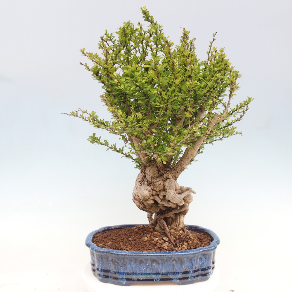 Outdoor bonsai - Berberis coreana