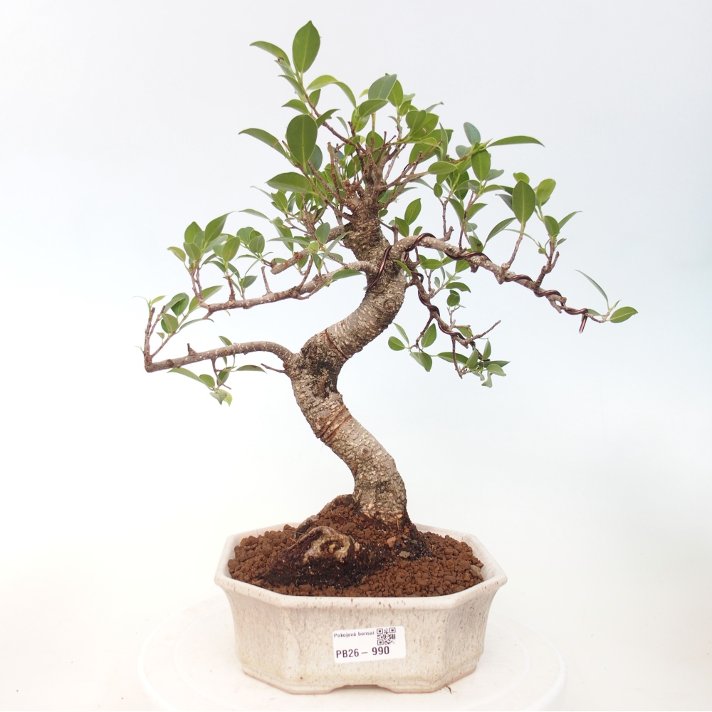 Room bonsai - Ficus retusa - small-leaved ficus