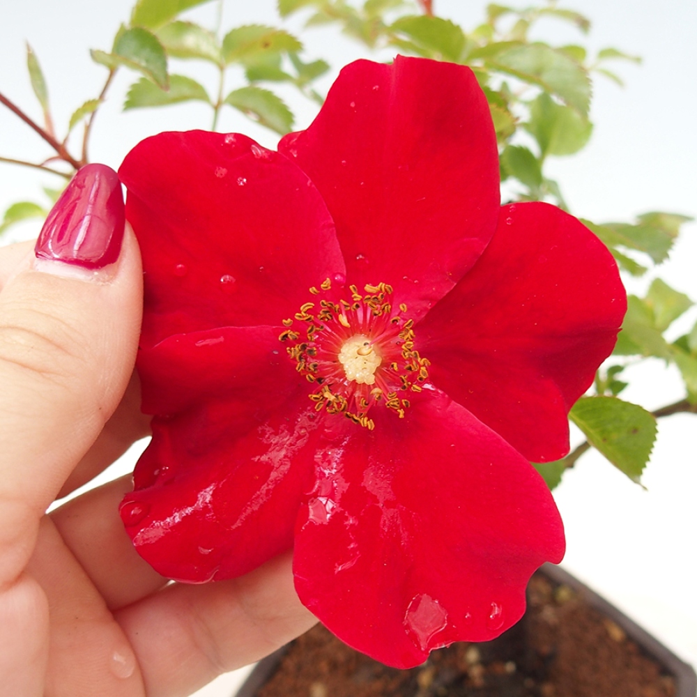 Outdoor bonsai - Rosa Kordes -  rose