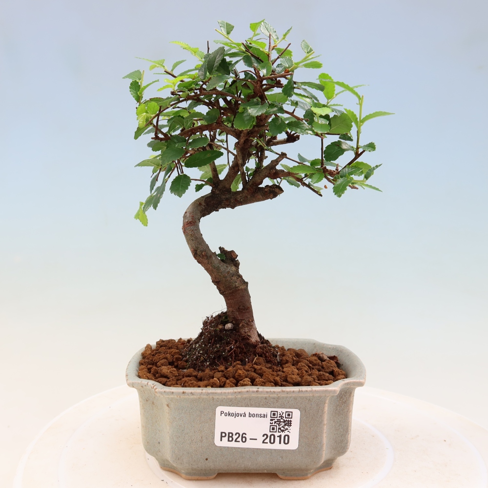 Room bonsai - Ulmus parvifolia - Small-leaved elm